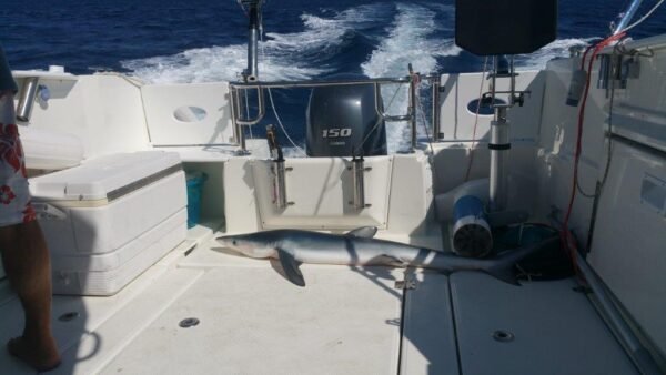 PARKER 660 Pilot House – Image 37