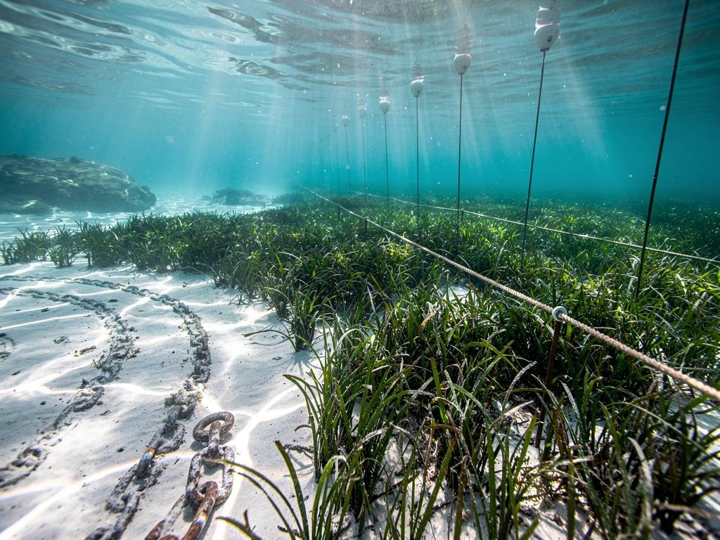 mouillage sur posidonie amendes zmel et carte des zones interdites en mediterranee 2026