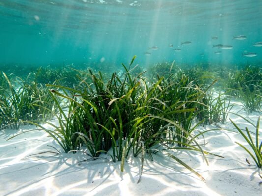 mouillage sur posidonie interdit amendes zmel et carte des zones interdites en mediterranee 2026