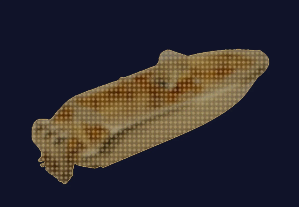 Parker 750 DC Day Cruiser - bateau à moteur